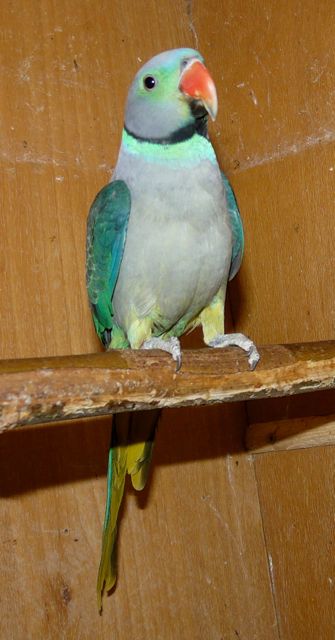 FOTO 9