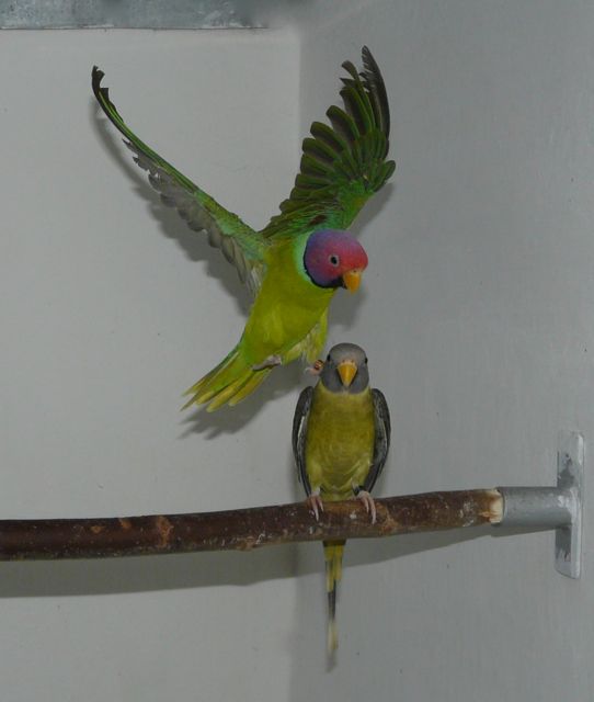 Foto 10